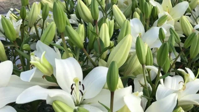 Inversión de $ 2 M para hacer “florecer” la economía de la localidad de Obispo Trejo (un polo productivo para Córdoba y el mundo)