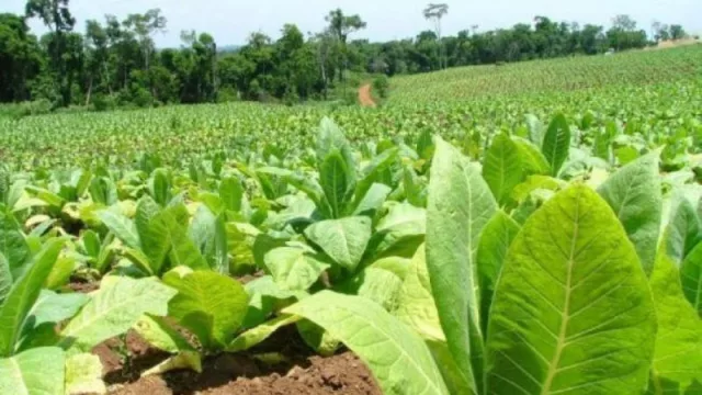 Economía regional: Tucumán recibió casi $ 115 millones destinado al sector tabacalero