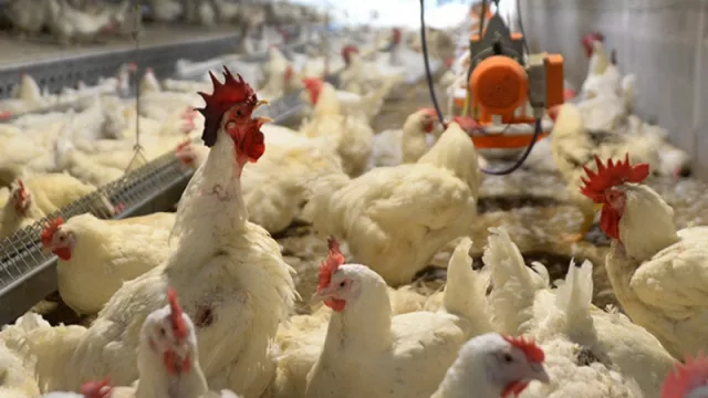 Innovador emprendimiento avícola irrumpe en Tucumán (nueva oferta laboral)