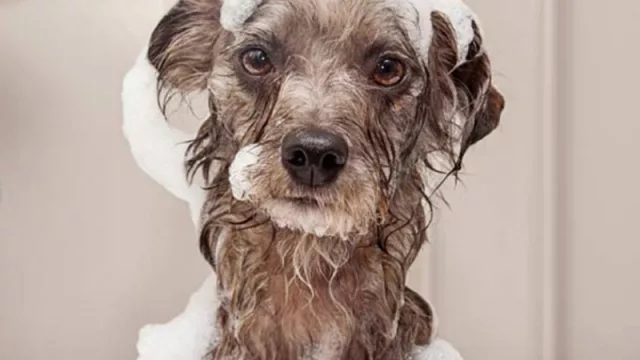 En 5 años se gastarán US$ 150.000 millones anuales en mascotas (EE.UU. ya gasta más que el PBI de 2/3 de los países)