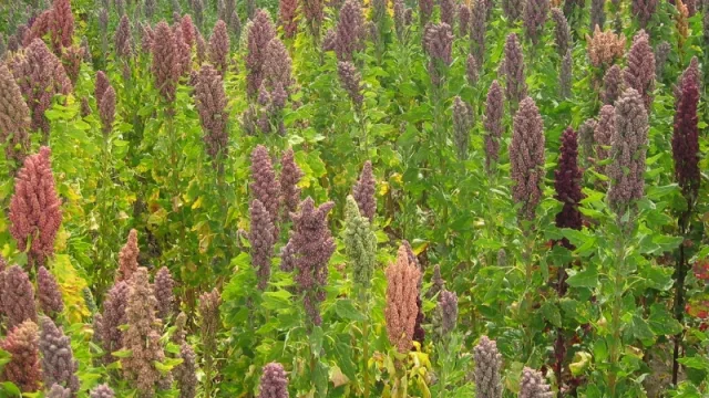 Una gran oportunidad: Jujuy en el mercado regional de quinua