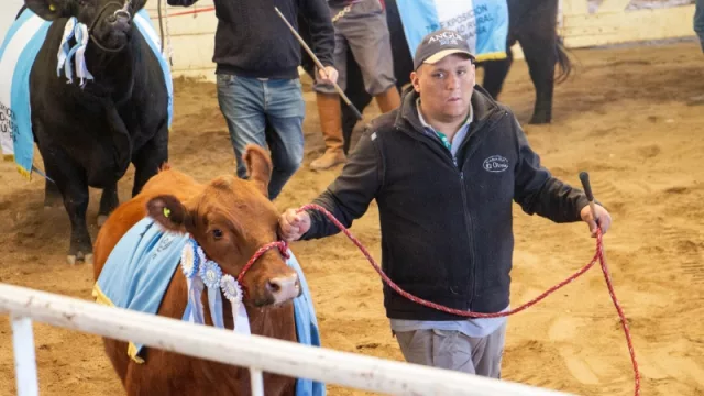 Más de un millón de pesos por los toros campeones de la Expo Rural (la mejor genética estuvo en la 75° muestra)