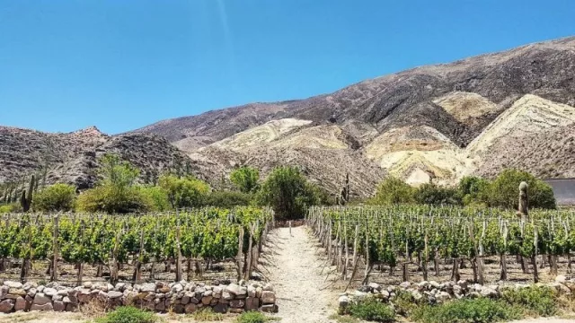 Realizan estudios vitivinícolas para incentivar la producción y mejorar los estándares de calidad de los vinos de altura