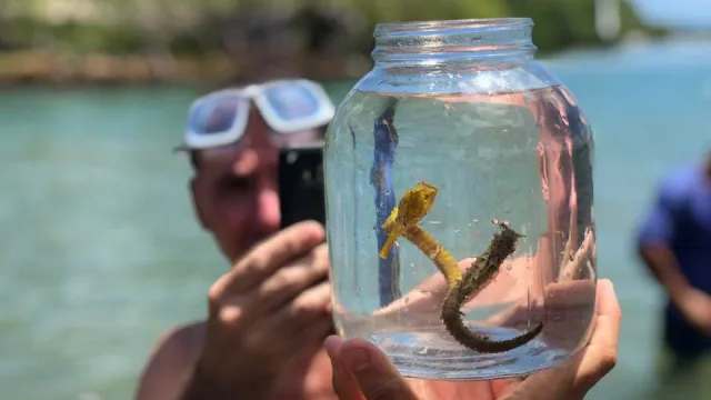 Maracaípe, donde además del bello mar se puede tomar una jangada y ver al alcance de la mano los hipocampos