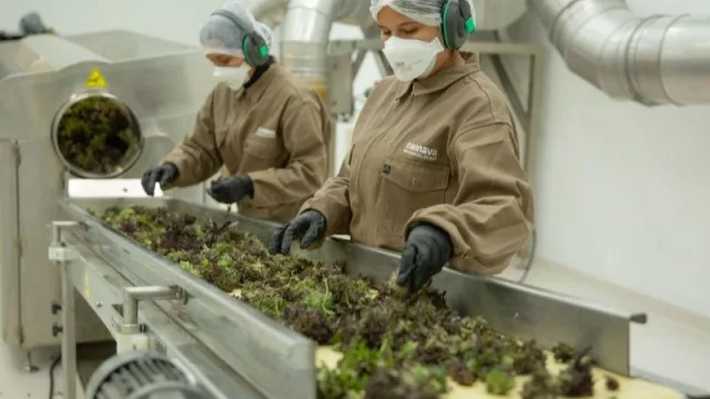 Cannabis, energías limpias y litio: Jujuy busca vinculaciones científicas internacionales para impulsar los usos sostenibles del cannabis