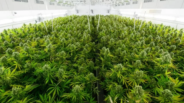 Cannabis en Jujuy: ya se socializa el proyecto