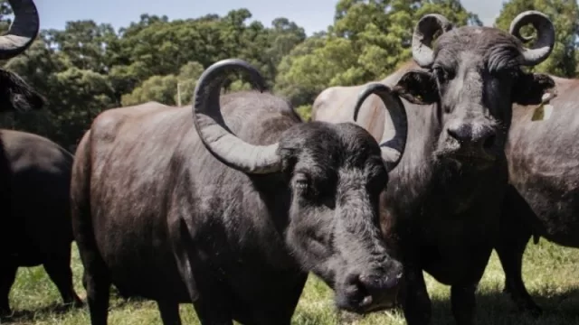 La “Señora Vaca” ya tiene competencia: crece La Delfina (láctea “boutique” especializada en productos de búfala)