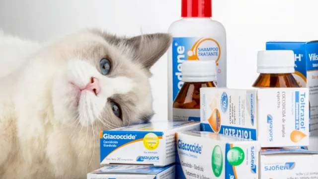 Biogénesis Bagó se posiciona como un jugador cada vez más importante: adquiere un laboratorio de animales de compañía