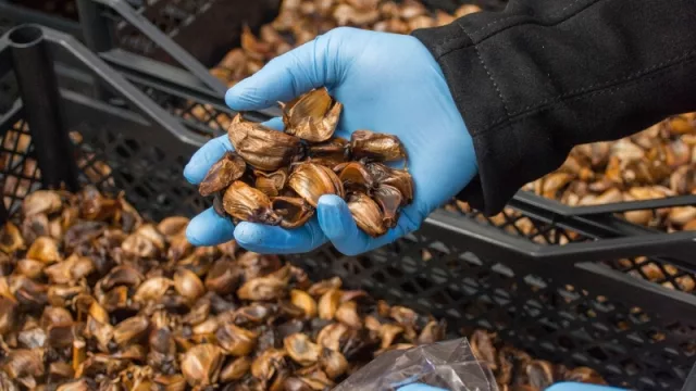 El ajo negro de Garlic, un mercado en plena expansión (es sano y evita el mal aliento)