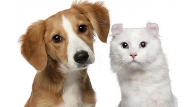 Entre perros y gatos, la mayoría elige al can :)