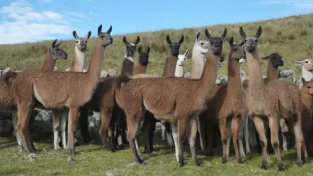 Inspección del Senasa en Jujuy para que llegue carne de llama y cordero a todo el país