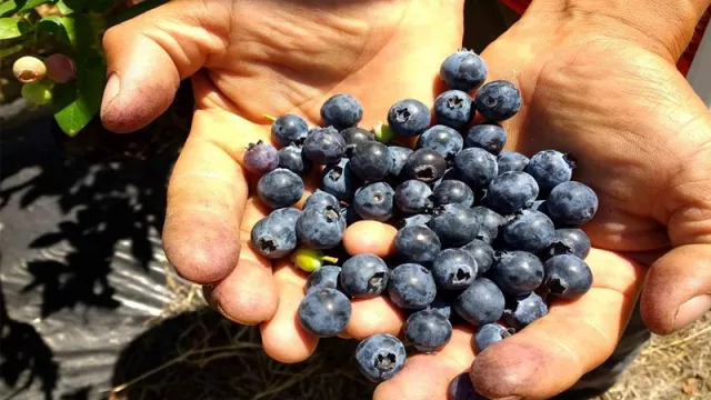 Esteros Azules, una empresa correntina que vende arándanos al exterior