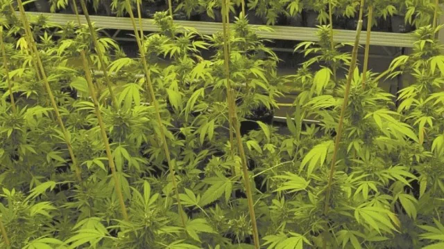 Una empresa de EE.UU. producirá cannabis medicinal en Jujuy