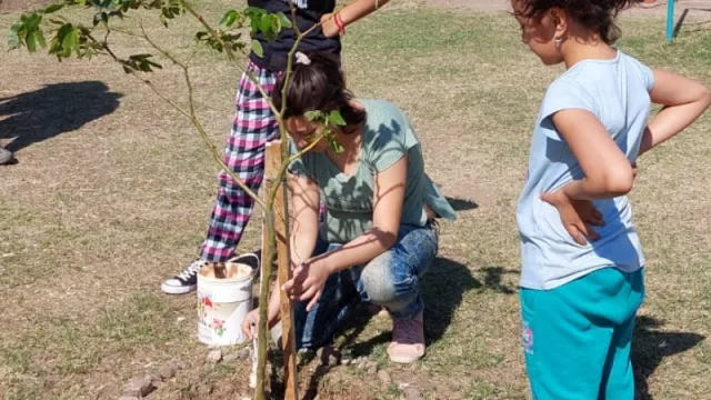 Jesús María: planta bosques de especies nativas para un impacto positivo en el ambiente (para qué sirve un mini bosque)