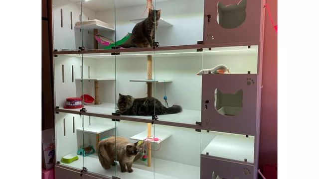 Animalarium es el primer hotel boutique para gatos del Paraguay (un servicio personalizado para cada michi)