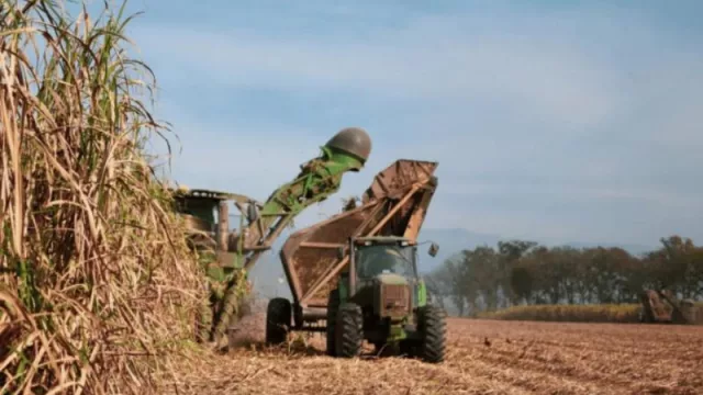 Cañeros de Jujuy y Salta calculan pérdidas de más del 50% por la sequía