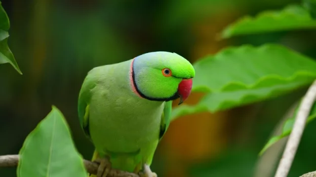 Un tercio de la producción de ciruela castigada por aves locales