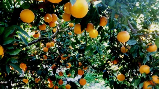 Foresto-industria, cítricos, vinaza y bioetanol: cadenas de valor que quiere potenciar el NOA