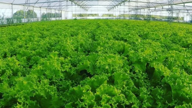 “Especialistas en hoja”: Midory produce 1.500.000 paquetes de verduras de hoja al año (proyectos con aromáticas y productos de cuarta gama)