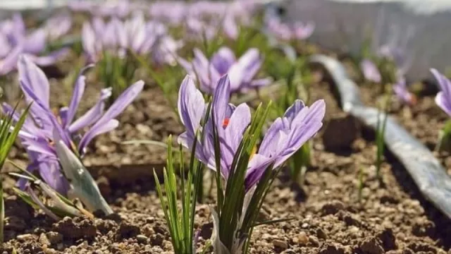 Cómo convertirse en productor de azafrán con una inversión inicial de $ 100.000 y una rentabilidad anual del 40% (miel, cerveza, gin y más)