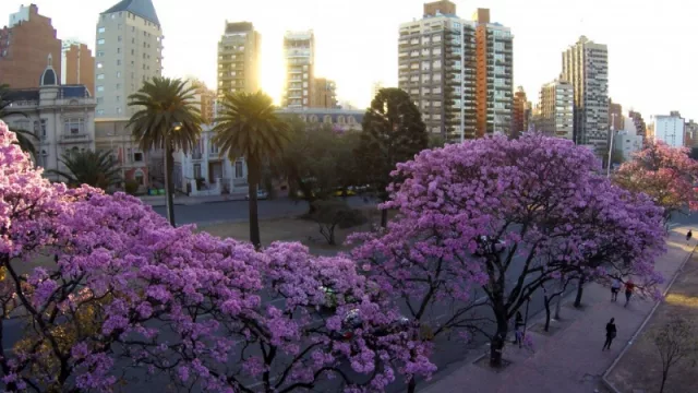 La ciudad plantará unos 100 árboles en el marco del Programa “Córdoba Planta Vida”