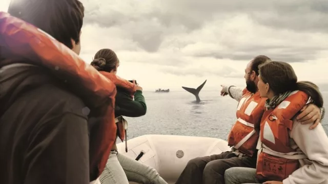 Cómo ver las ballenas desde Córdoba (Aerolíneas Argentinas y un vuelo directo a Trelew en temporada)