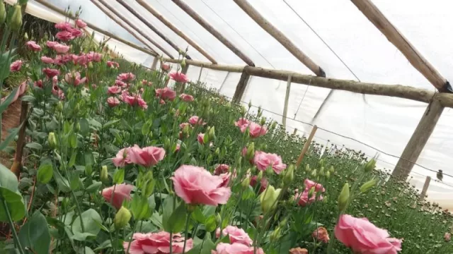 Autos, sí, tecnología, también… y flores, ¿por qué no? (cómo es el proyecto para convertir a la provincia en un polo de producción de floricultura)