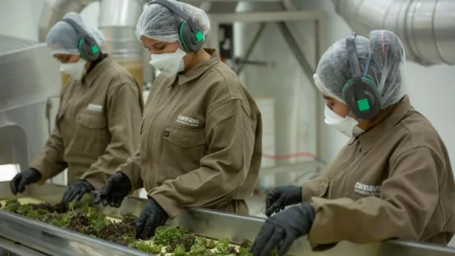 Cannava Incuba, la primera competencia de aprovechamiento industrial del cáñamo del país (¡ya tiene a sus finalistas!)