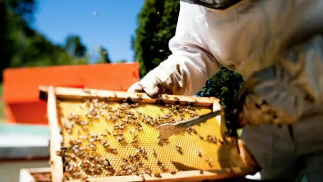 Este fin de semana se realizará la XXIV Expo Apícola de Castelli