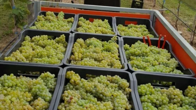Río del Medio, la bodega de Calamuchita que se impone en el mundo del vino argentino (y planean producir 5.000 botellas para este año)