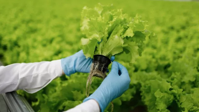 Los resultados permiten determinar comportamientos y variabilidad de rindes en una zona
determinada.