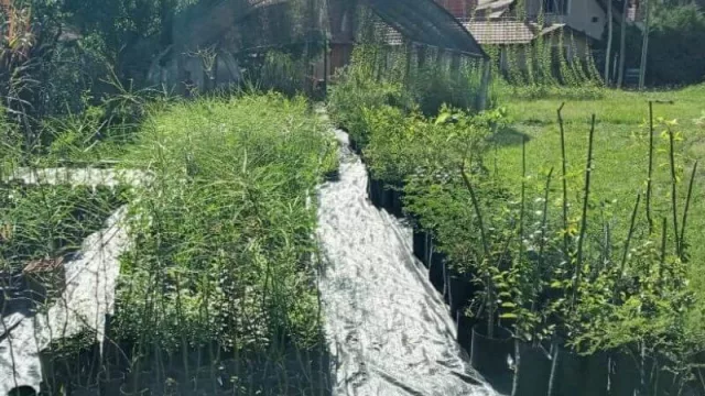 De la sierra a tu patio (o balcón): El Suico, vivero especializado en especies autóctonas de Córdoba