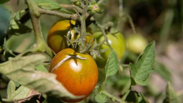 Fotos: Maxi Carranza.