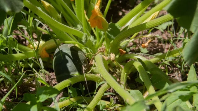 Fotos: Maxi Carranza.