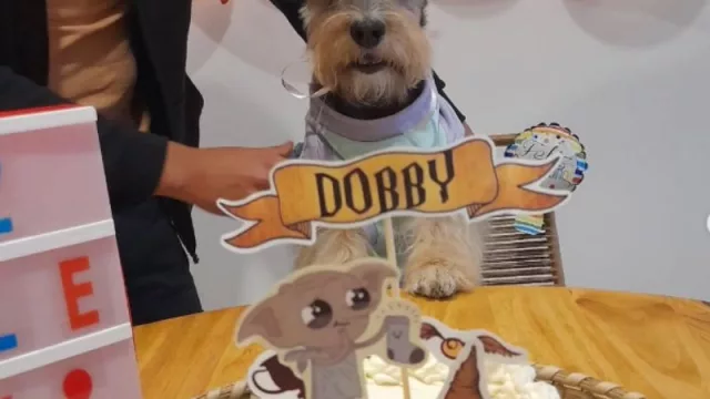 El mejor amigo del hombre también se merece festejar: llegó Thimo.snacks, el emprendimiento de tortas, muffins y snacks de cumpleaños para mascotas
