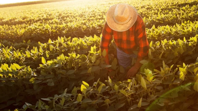 Mendoza apunta a reforzar la exportación de ajos a Brasil (más de 70.000 familias que trabajan en el sector se verán beneficiadas)