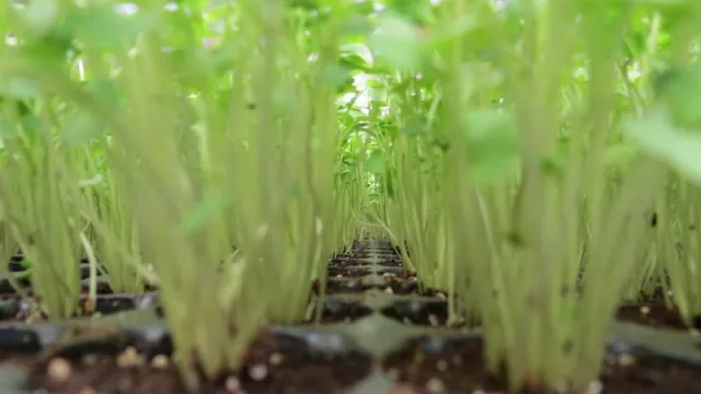 En 200 m2 producen el forraje equivalente a un campo de 50 hectáreas (para alimentar a los animales del norte cordobés)