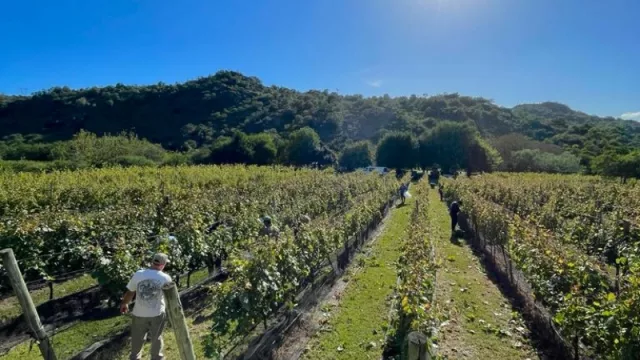 Familia Benito, la bodega que produce 5 varietales y busca duplicar superficie y botellas (al sur de Calamuchita, entre sierras y lagos)