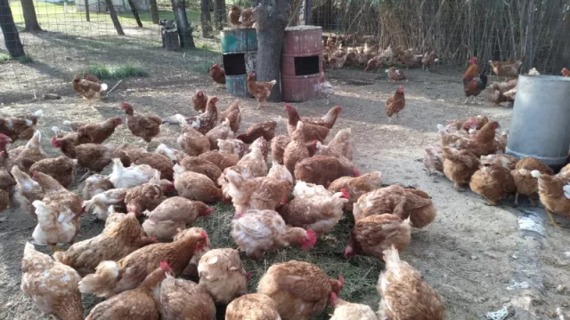 En Santiago Temple las gallinas son felices (la cría en ambientes naturales se traduce en mayor calidad del producto final)