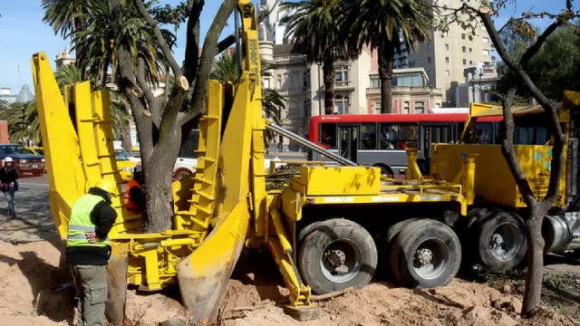 #ObraPlazaEspaña: Comenzó el trasplante de árboles