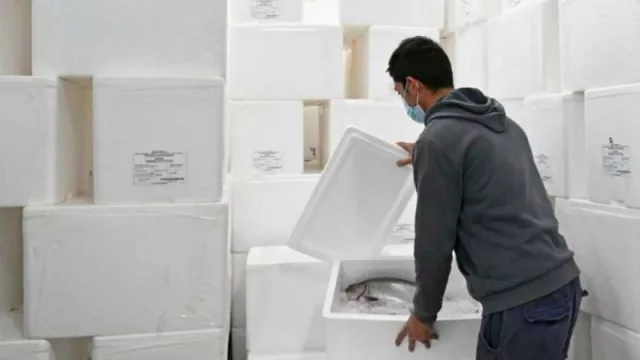 Empresa de Neuquén exporta por primera vez truchas arcoíris por vía aérea (aproximadamente serán 5.000 kg)