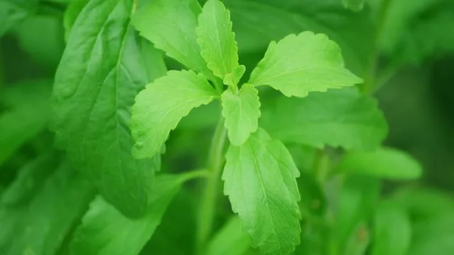 Dulzura paraguaya: la demanda mundial de stevia supera la oferta local