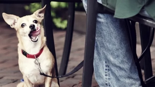 Posadas ciudad Pet Friendly (de la mano de Animal World)