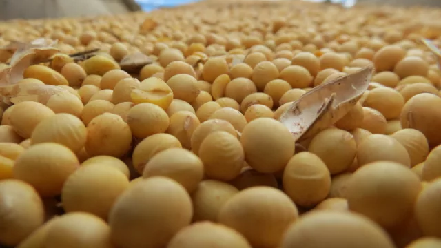 Exportación de soja paraguaya rompe récord