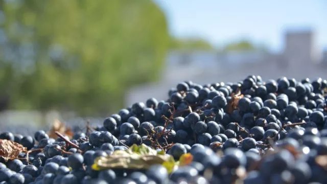 Invierten $ 300 millones para el desarrollo del Enoturismo