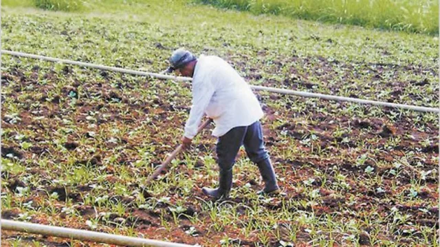 Por la sequía, se espera la menor producción de maní en una década