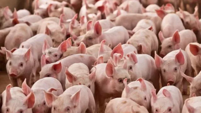 Sin macrogranjas ¿podríamos consumir carne a un precio asequible?