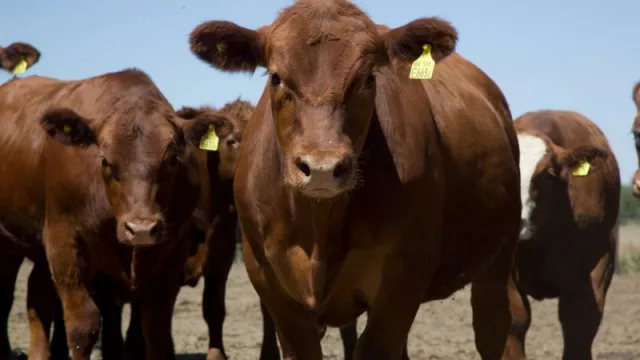 Argentina logró la apertura de dos nuevos mercados para la exportación de carne bovina y de genética bovina