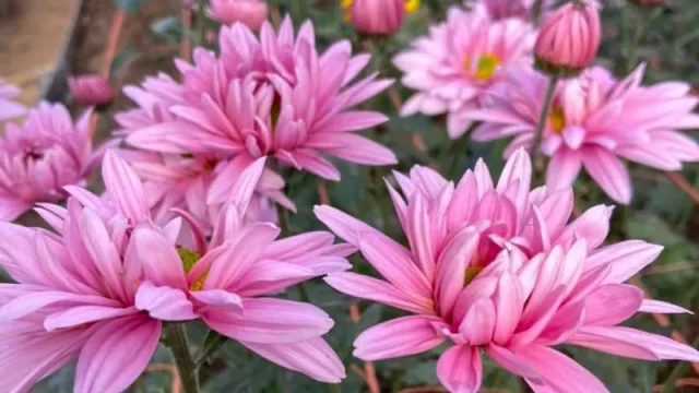 Entre flores proponen una nueva experiencia en turismo rural (un maridaje de gastronomía y floricultura en la región de Ansenuza)