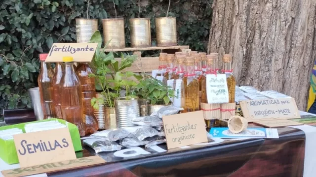 ¿Por qué tomar caña con ruda el 1º de agosto te puede alargar la vida? Una familia de Salsipuedes la prepara con un año de anticipación